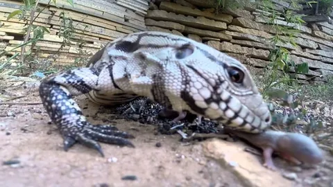 CLIP: Cảnh tượng rùng rợn, kỳ đà "nuốt chửng" cả bầy chuột con trong tích tắc