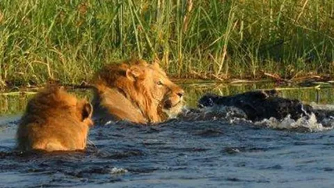 CLIP: Sư tử quyết tử chiến giải cứu anh em khỏi hàm cá sấu và cái kết đầy kịch tính