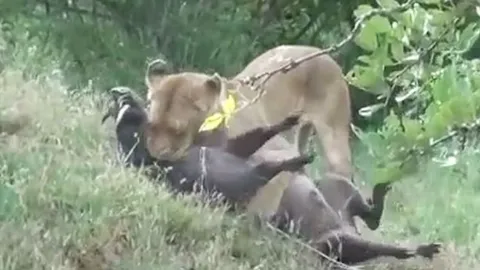 CLIP: Cuộc tử chiến nghẹt thở giữa heo rừng và hai sư tử, cái kết đầy bi thảm