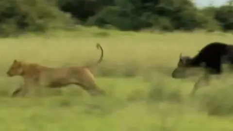 CLIP: Trâu rừng mẹ liều mạng đối đầu sư tử để cứu con non