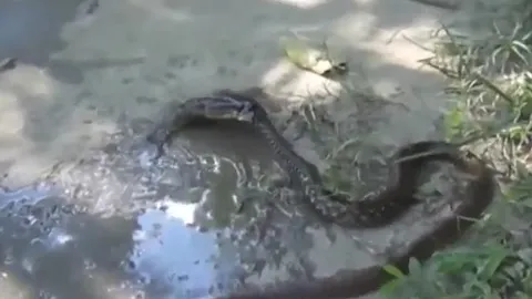 CLIP: Cuộc tử chiến hy hữu, cá cắn chặt đầu khiến rắn chết ngạt