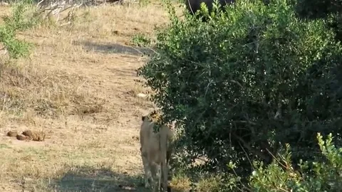 CLIP: Cuộc chiến sinh tồn đẫm máu, trâu rừng gục ngã dưới nanh vuốt sư tử