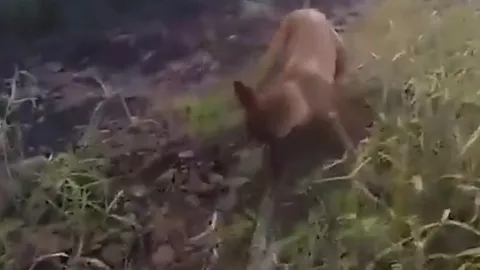 CLIP: Kinh hoàng cảnh chó Becgie quần thảo với trăn khổng lồ, thoát chết trong gang tấc