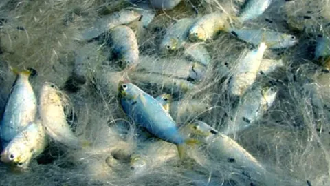 CLIP: Mãn nhãn với những pha quăng chài, kéo lưới thu về hàng loạt cá khủng