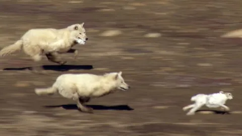 CLIP: Màn “đánh võng” ngoạn mục của thỏ trắng khiến hai con sói trắng tay