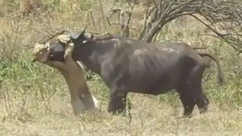 CLIP: Trâu rừng liều lĩnh đối đầu sư tử cái và kết cục bi thảm