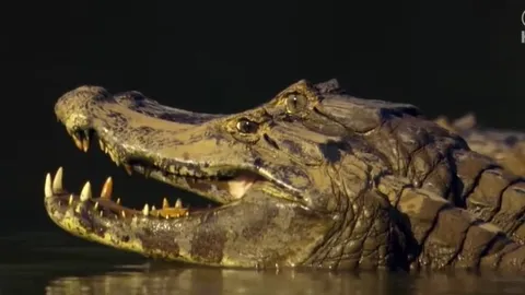 CLIP: Báo đốm liều lĩnh lao xuống sông, hạ gục cá sấu trong tích tắc