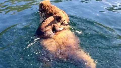 CLIP: Khoảnh khắc hiếm có, gấu mẹ cõng con vượt hồ tìm mồi