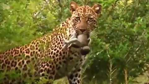 CLIP: Khỉ con thiệt mạng thương tâm dưới móng vuốt báo hoa mai