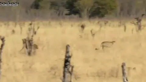 CLIP: Khỉ đầu chó bất ngờ truy đuổi báo săn, màn "lật kèo" hiếm thấy trong tự nhiên