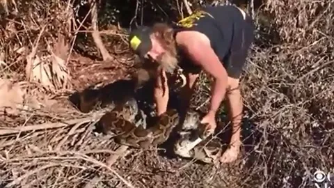 CLIP: Rợn người cảnh người đàn ông tay không tóm gọn trăn khổng lồ nặng 70kg