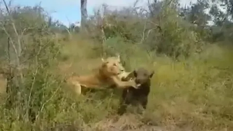 CLIP: Trâu rừng con bị bỏ rơi, rơi vào nanh vuốt sư tử giữa đồng cỏ hoang dã