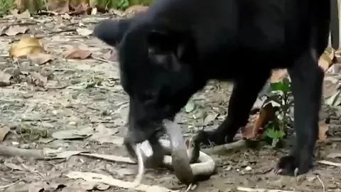 CLIP: Đi lạc vào địa bàn của chó nhà, rắn hổ mang chúa bị cắn xé không thương tiếc