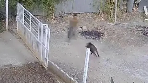 CLIP: Lợn rừng vào nhà dân, điên cuồng tấn công người đàn ông và cái kết 'thót tim'