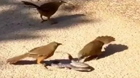 CLIP: Cuộc đối đầu kịch tính giữa 3 con chim và 1 con rắn gây 'bão' mạng