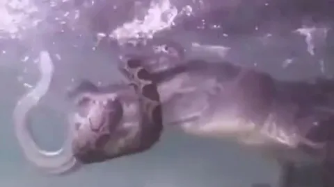 CLIP: Rùng mình trước màn thủy chiến 'nảy lửa' của cá sấu và trăn