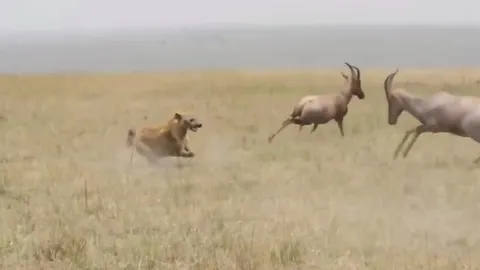 CLIP: Linh cẩu liều lĩnh bắt con non, suýt bỏ mạng dưới sừng linh dương bố mẹ