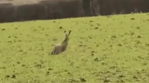 CLIP: Thỏ rừng “bẻ lái” thần sầu, đạp lên đầu đại bàng để thoát thân ngoạn mục