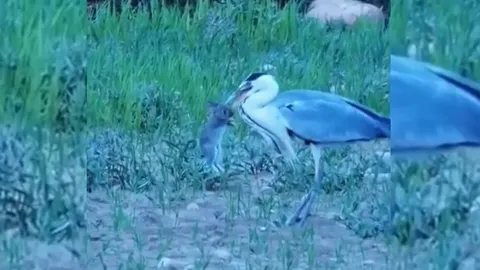 CLIP: Kinh ngạc khoảnh khắc diệc xám khổng lồ hạ gục thỏ rừng chỉ bằng một cú mổ