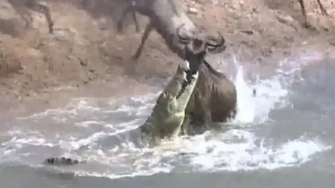 CLIP: Màn thoát chết ngoạn mục, linh dương đầu bò bị cá sấu ngoạm trúng mặt vẫn vùng lên chạy thoát