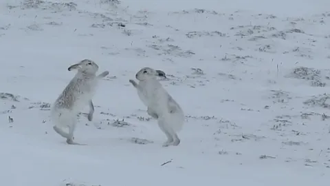 CLIP: Kịch tính màn “tuyển chồng” kiểu boxing của thỏ rừng cái