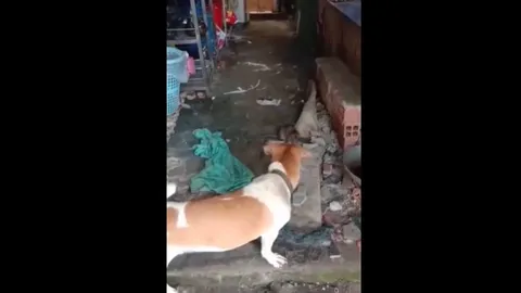 CLIP: Chuột cống "hổ báo" khiến chó, mèo nhà chịu thua ê chề