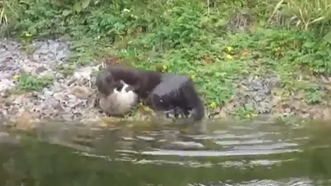 CLIP: Rái cá tấn công chuột cống bên bờ sông, cái kết đầy bi thảm