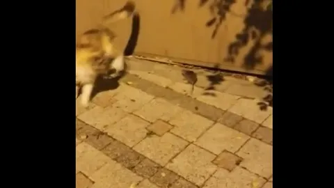 CLIP: Chuột nhắt phản đòn quyết liệt khiến mèo phải tháo lui