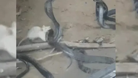 CLIP: Chuột bạch liều mạng tấn công rắn hổ mang, kết cục gây sửng sốt