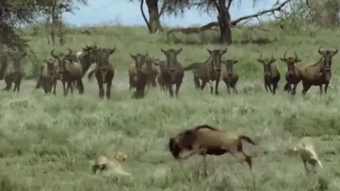 CLIP: Linh dương đầu bò đơn độc khiến ba con báo săn phải "muối mặt" rút lui