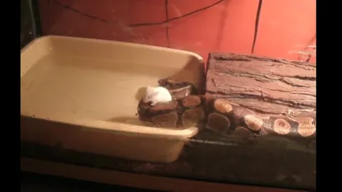 CLIP: Trăn hoàng gia "ra tay nghĩa hiệp", cứu chuột bạch khỏi chết đuối