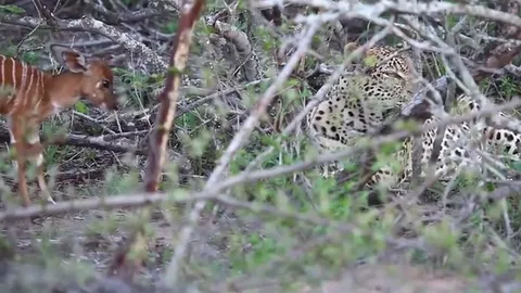 CLIP: Bị linh dương con tấn công dữ dội, báo đốm lại có phản ứng đầy bất ngờ