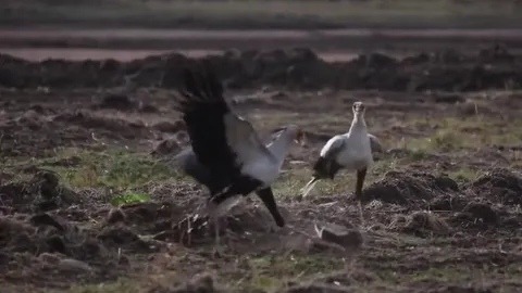 CLIP: Cặp chim thư ký hợp sức hạ gục thỏ rừng bằng cú đạp sấm sét