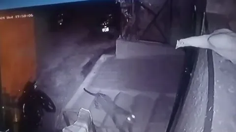 CLIP: Nừa đêm, báo đột nhập khu dân cư rồi nhảy qua tường cao 3m để bắt gà 