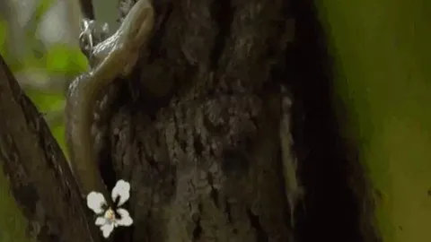 CLIP: Cú mèo mẹ liều mình chống rắn độc để bảo vệ con