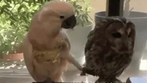 CLIP: Chú vẹt nghịch ngợm “gây sự” với cú mèo lạnh lùng