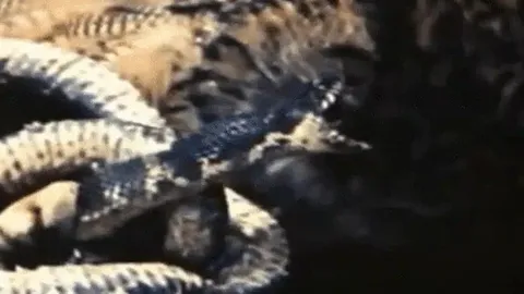 CLIP: Trận chiến sinh tử giữa cú mèo và rắn chuột, cái kết đầy bất ngờ