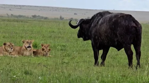 CLIP: Đàn sư tử thể hiện sức mạnh đáng sợ, cô lập và hạ sát trâu rừng trong chuyến đi săn tuyệt đỉnh