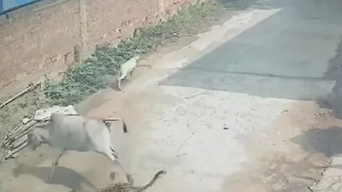 CLIP: Vào làng săn bê con, báo hoa mai bị bò mẹ đạp cho nhừ tử