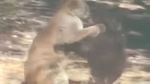 CLIP: Đi săn gấu đen, báo sư tử bị con mồi truy sát dữ dội