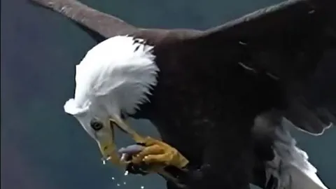 CLIP: Kinh ngạc trước khoảnh khắc đại bàng nuốt chửng cá khi đang bay