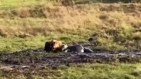 CLIP: Mắc kẹt trong đám bùn lầy, linh dương đầu bò dễ dàng trở thành món ăn cho sư tử