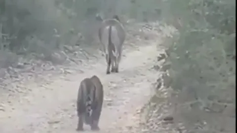 CLIP: Hổ vồ chết bò ngay trước mặt du khách, phớt lờ tiếng la hét và động cơ xe