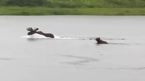 CLIP: Gấu nâu lao xuống sông truy sát nai sừng tấm và cái kết "hụt hẫng"