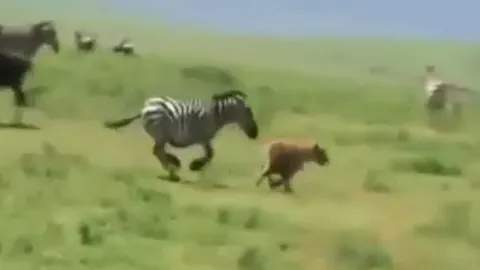 CLIP: Bị tấn công bất ngờ, linh cẩu hoảng loạn tháo chạy trước ngựa vằn quả cảm
