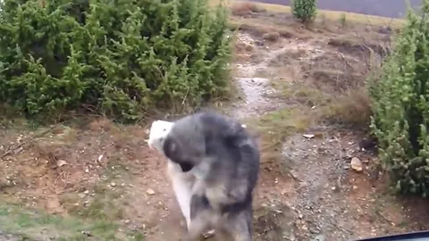 CLIP: Màn "ẩu đả" kịch tính giữa hai chú chó khiến người xem phải kinh ngạc