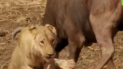 CLIP: Bị trâu rừng phản công dữ dội, bầy sư tử tháo chạy với khuôn mặt bê bết máu