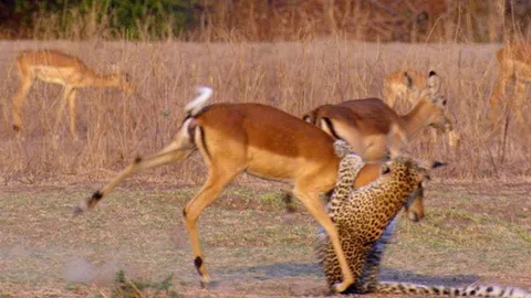 CLIP: Linh dương Impala lật ngược tình thế khi bị báo hoa mai cắn cổ