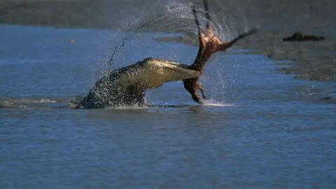 CLIP: Cá sấu khổng lồ đoạt mạng kangaroo chỉ trong tích tắc