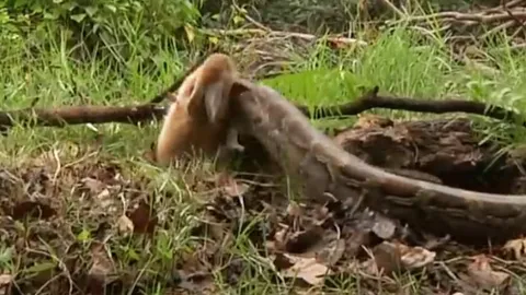 CLIP: Trăn khổng lồ tung cú đớp "nhanh như chớp", hạ gục thỏ chỉ trong vài giây